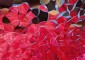 callisto-at-buck-house-close-up-1